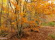 Color en el punto álgido del otoño en el Hayedo