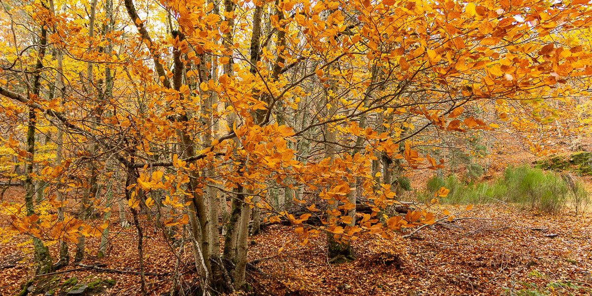Color en el punto álgido del otoño en el Hayedo
