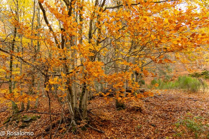 Color en el punto álgido del otoño en el Hayedo